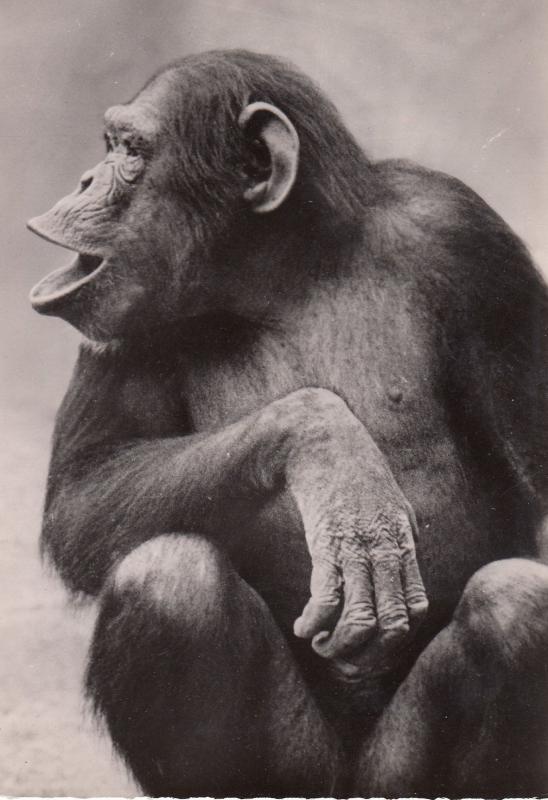 French Chimpanzee Giggling Old Real Photo Postcard