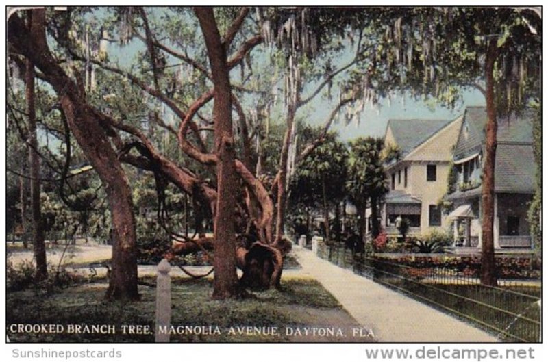 Florida Daytona Crooked Branch Tree Magnolia Avenue