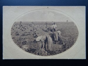 Rural Life Farming HARVESTING THE HAY USING A SCYTHE - Old Postcard by Mezzo