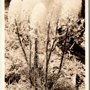 c1930s High Altitude Oregon RPPC Indian Basket Grass Close Up Sawyer Scenic A166