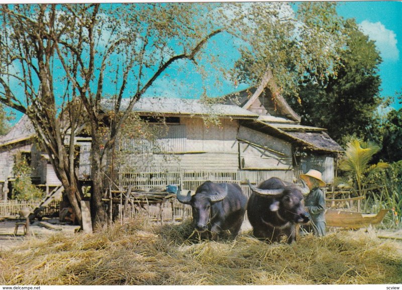 FEEDING BUFFALO, UPCOUNTRY THAILAND 50-70s