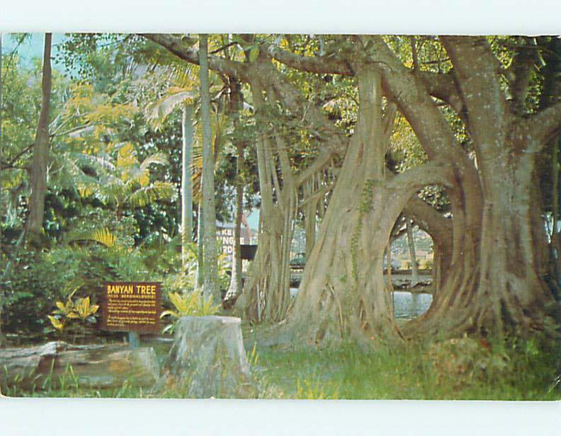 Unused 1950's BANYAN TREE WITH SIGN Vero Beach Florida FL Q7905-12