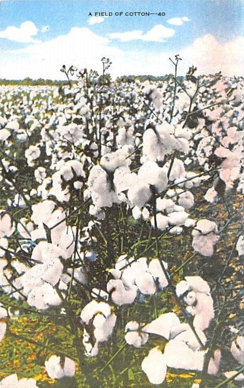 Fields of Cotton Unused 