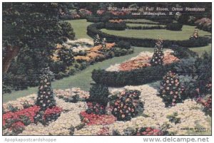 North Carolina Wilmington Azaleas In Full Bloom Orton Plantation