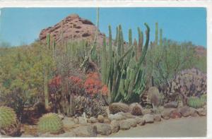 PC5161 In Desert Botanical Garden located between Phoenix...