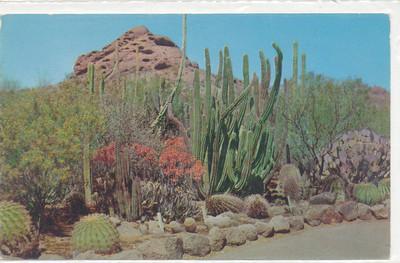 PC5161 In Desert Botanical Garden located between Phoenix...