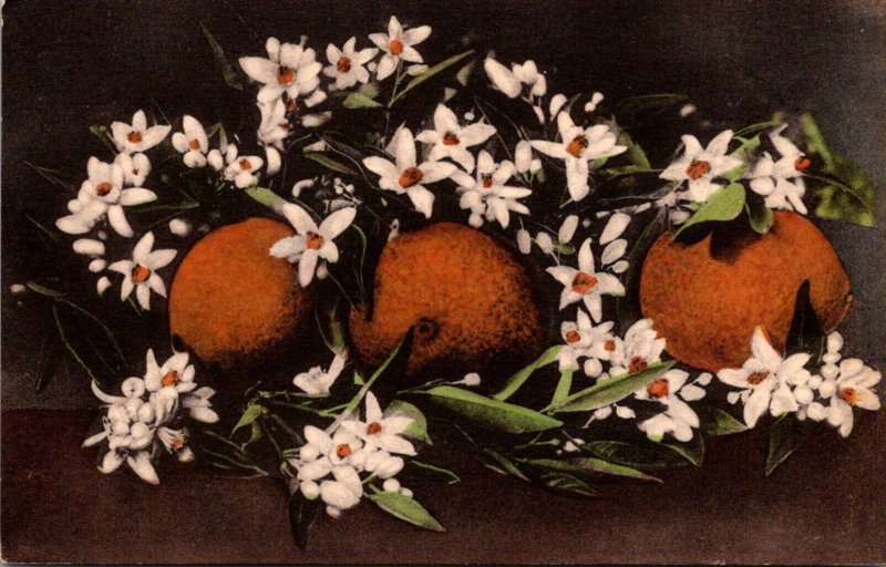 Florida Oranges and Fragrant Blossoms Handcolored Albertype