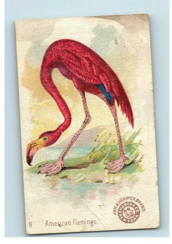 1880s-90s Arm & Hammer Beautiful Birds Series Waxbill Lot Of 5 P222