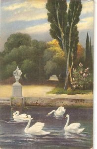 Swans in Park's Lake Nice old vintage Swiss postcard