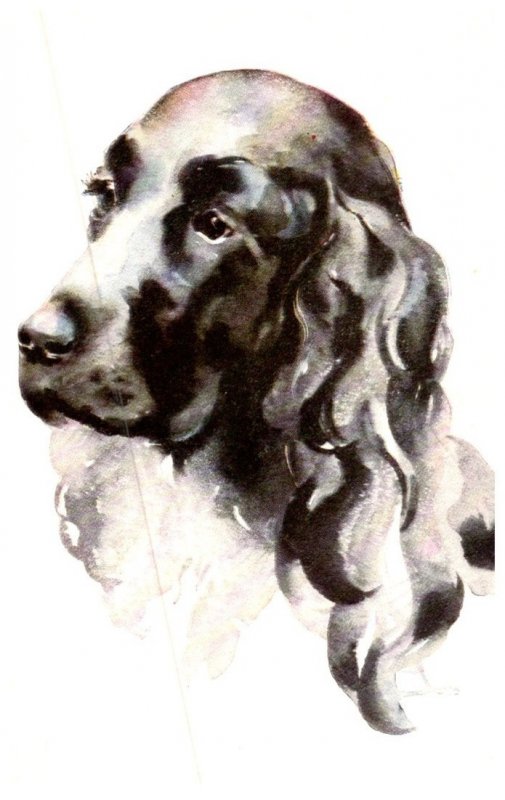 Dog , Spaniel , Alfred mainzer
