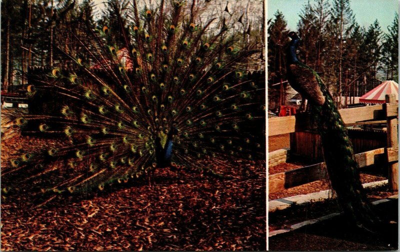 Peacocks Turtle Back Zoo Essex County Park West Orange NJ New Jersey Postcard  