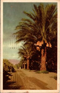 Vtg 1950s Date Palms Trees in Coachella Valley California CA Postcard