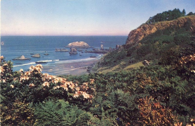 Spectacular Oregon/OR Postcard, Wild Azeleas On Oregon Coast