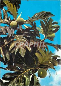 Postcard Modern Saint Barthelemy Fruit Bread