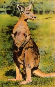 New York Zoological Park Red Kangaroo