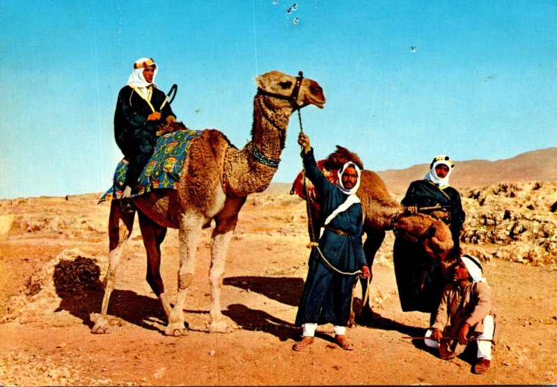 Israel Chameliers Camel Drivers