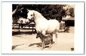 Grand Canyon Arizona AZ Postcard RPPC Photo Little Wild Horse c1940's Vintage