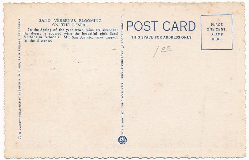 Sand Verbenas blooming on the Desert near Palm Springs CA, California - WB