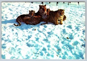 Siberian Tigers, Winter, Metro Toronto Zoo, Toronto Ontario, Chrome Postcard
