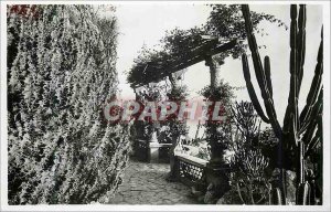 Modern Postcard Monaco Exotic Gardens Euphorbia grandicornis
