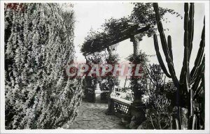 Modern Postcard Monaco Exotic Gardens Euphorbia grandicornis