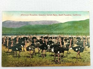 Vintage Postcard 1912 Afternoon Reception Cawston Ostrich Farm South Pasadena CA