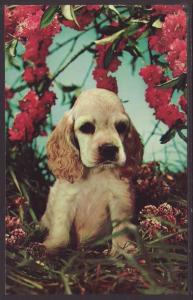 Cuddly One,Puppy Postcard 