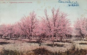 California orchard in Bloom Flower 1907