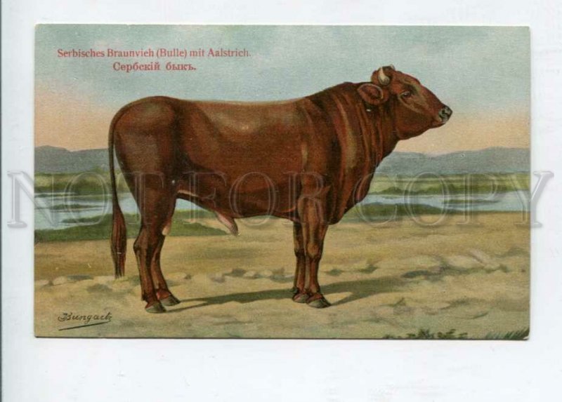 427086 RUSSIA BUNGART Serbian bull Vintage BAGGOVUT postcard