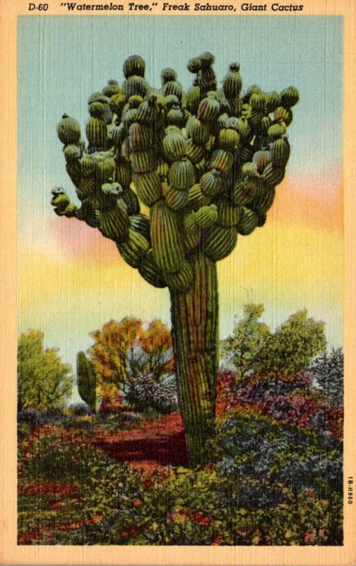 Cactuc Watermelon Tree Freak Sahuaro Giant Cactus Curteich