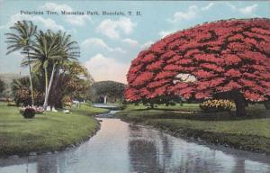 Hawaii Honolulu Poinciana Tree In Maonalua Park