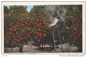 Garnett Orange Grove, ST. AUGUSTINE, Florida, PU-1926