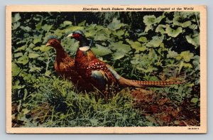 Pheasants in South Dakota Vintage Postcard 1135