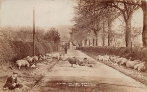 Oxon England Chinnok Sheep on Road Real Photo Vintage Postcard AA74678