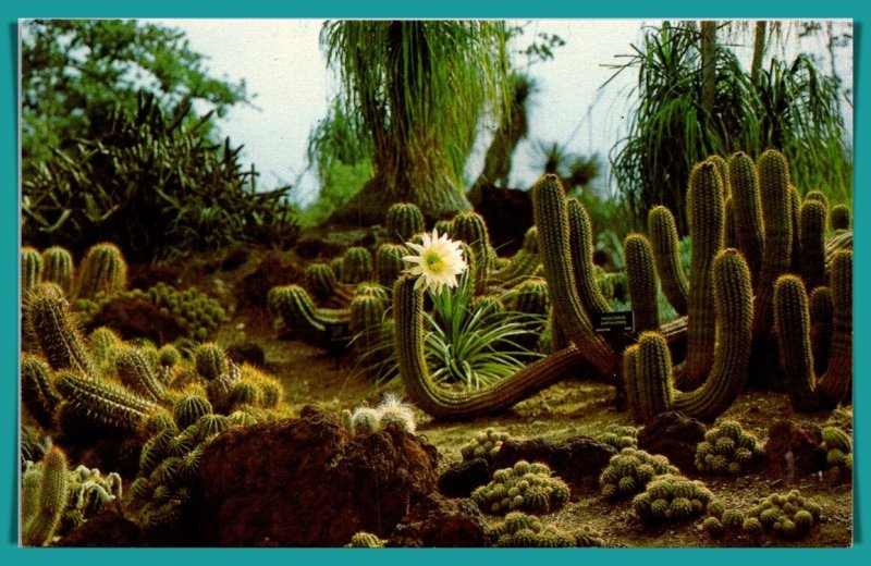 A Rare Night-Blooming Cactus- [MX-955]
