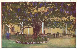 Vintage Postcard Giant Grape Vine Dining Tables San Gabriel Mission California