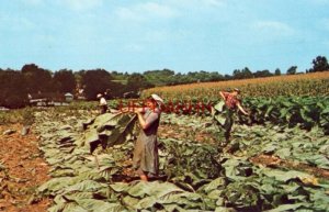 THE AMISH HOMESTEAD Amish family cutting tobacco LANCASTER, PA