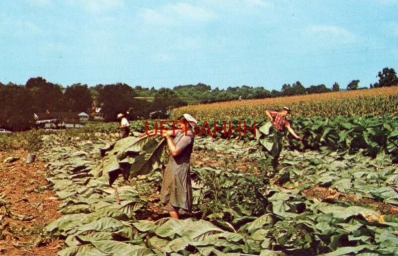 THE AMISH HOMESTEAD Amish family cutting tobacco LANCASTER, PA