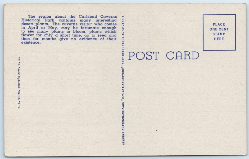 c1940s Carlsbad Cavern Park, NM Ocotillo Desert Linen PC Kennicott Photo A327