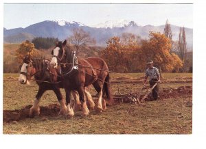 Clydesdale Horses at Work, Farm in New Zealand