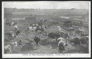 Cows at the Training school, Vineland, New Jersey, Very Early Postcard, Unused