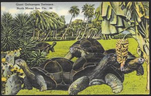 Giant Galapagos Tortoises North Miami Zoo Miami Florida Unused c1930s