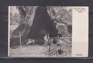 VICTORIA, KING PARROT CREEK, GIANT TEA CAMP, c1910 ppc., unused.