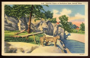 h1674 -DETROIT Michigan Postcard 1938 Siberian Tigers at ZOO Park