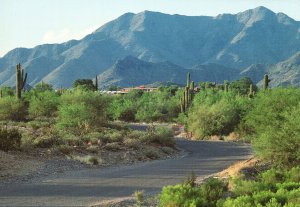 Vintage Postcard Giant Saguaro Tree-Like Big Cactus Cacti Arizona AZ