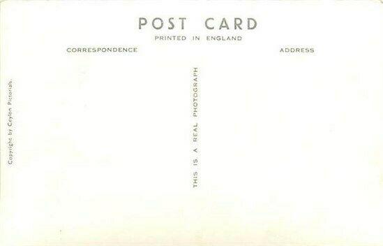 Ceylon, Open Bullock Cart, RPPC