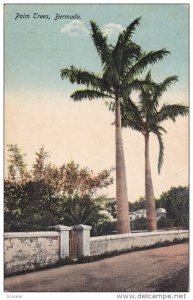 BERMUDA, 1900-1910's; Palm Trees