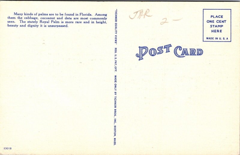 Palm Shaded Ocean Dr Florida FL Linen Postcard UNP VTG Tichnor Unused Vintage 