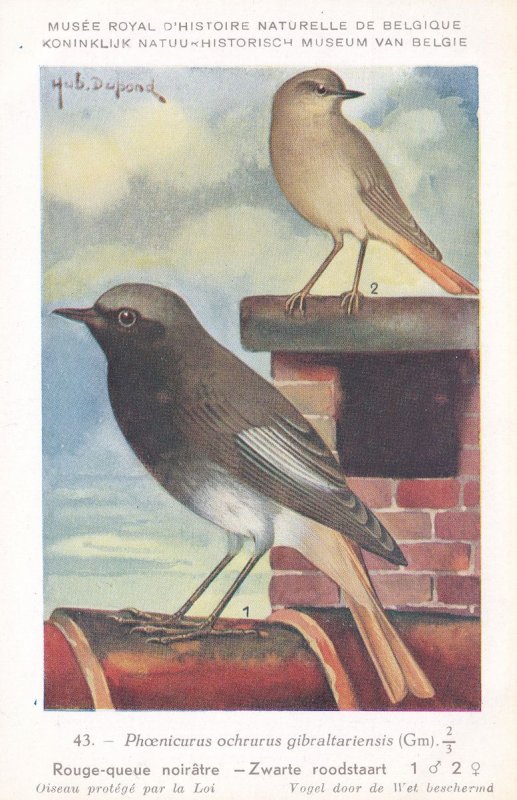 Black Redstart Phoenicurus Ochruros Bird Antique Rare Postcard