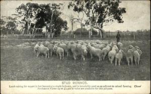 VICTORIA AUSTRALIA Stud Merinos SHEEP c1910 Postcard